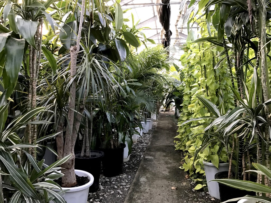 greenhouse-1