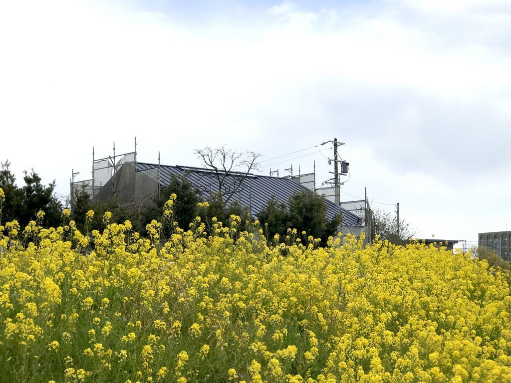 菜の花。の関連画像