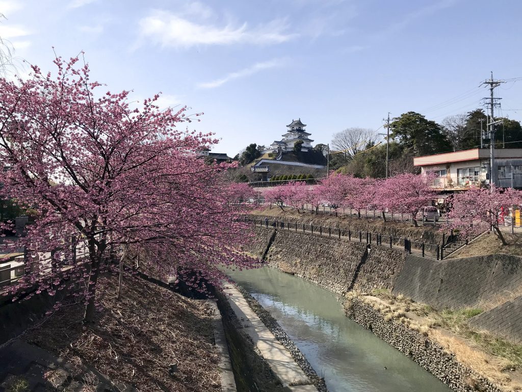 掛川桜。の関連画像